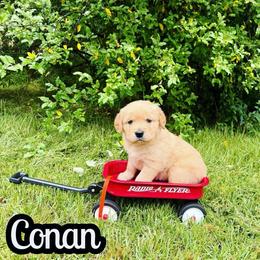 Conan - Golden male Golden Retriever puppy in Salem, Virginia from Virginia Goldens