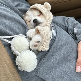 Pomsky Puppies from Bluebird House of Pomsky