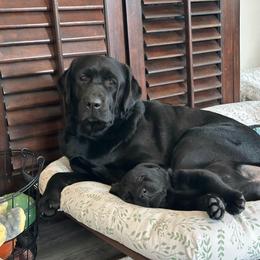 Labrador Retriever Puppies from Westport Labradors