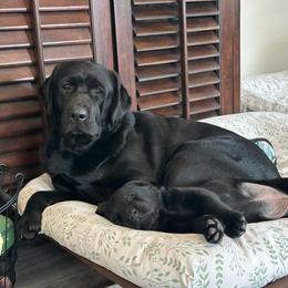 Labrador Retriever Puppies from Westport Labradors