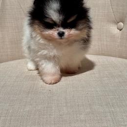 Autumn - Tri-colored female Pomeranian puppy in Canandaigua, New York from Fingerlakes Pomeranians