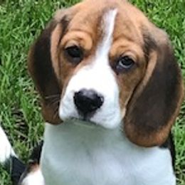 Beagles from Debra's Beagles