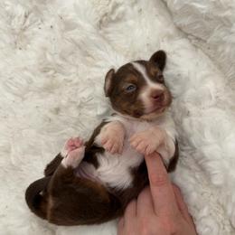 Buttercup - Red tri female Miniature Australian Shepherd puppy in Greenville, Ohio from Arnold’s Aussies