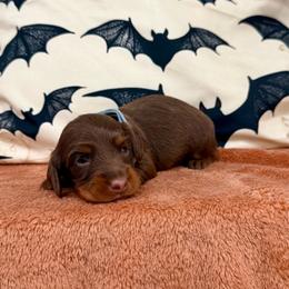 Zack - Chocolate and tan male Dachshund puppy in Rising Star, Texas from Boring Weenies