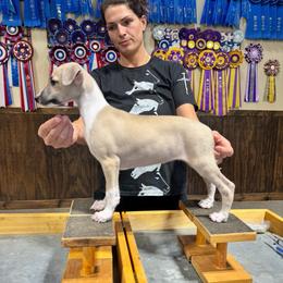Girl 1 - Fawn female Whippet puppy in Chatfield, Minnesota from Devlynn Whippets