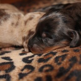 Ally - Dapple Dachshund puppy in Windsor, Colorado from Murry’s minis