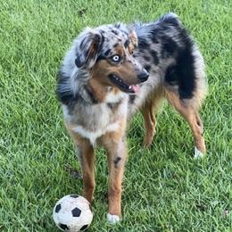 Marley - Miniature American Shepherd