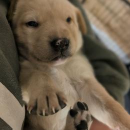 Gray Male - Yellow male Labrador Retriever puppy in Briggsdale, Colorado from LC Hunting Labs, LLC.