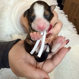 Mr. White - Brown and white male Aussiedoodle puppy in Georgetown, Texas from Mc Doodles of Texas LLC