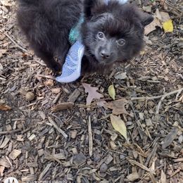 Boy 1 - Pomeranian puppy in Garrett, Indiana from Crystal Riff