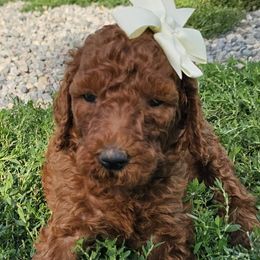 Citrine - Poodle puppy in Deer River, Minnesota from Poodles Around