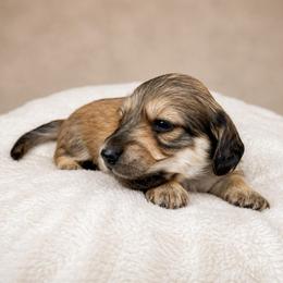 White Collar - Black and cream male Dachshund puppy in Crandall, Texas from The Weenie Hut LLC