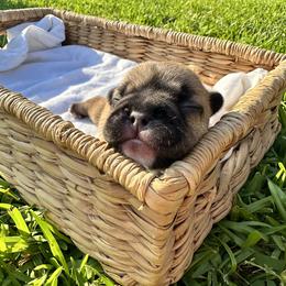 French Bulldog Puppies from 3D Frenchies LLC