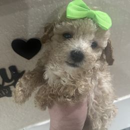 Lily - Apricot female Maltipoo puppy in Apple Valley, California from Boujeepups