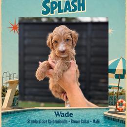Wade - Dallas TX - 4,000 - Red  male Goldendoodle puppy in Garland, Texas from Twilight Doodles