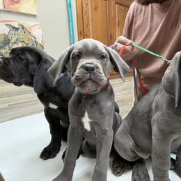 Cane Corso Puppies from Classic Jayx
