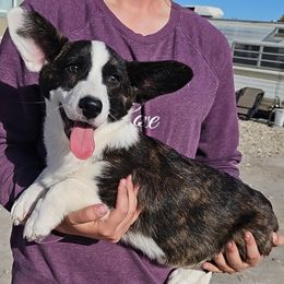 Streak - Brindle and white male Cardigan Welsh Corgi puppy in Myton, Utah from Cardigan Corgi Cuties 💓