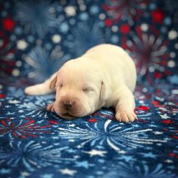 Colin - Yellow male Labrador Retriever puppy in Isle, Minnesota from Dog Ear Outfitters