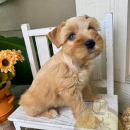 Merida - Wheaten female Miniature Schnauzer puppy in Independence, Missouri from Crown Schnauzers KC