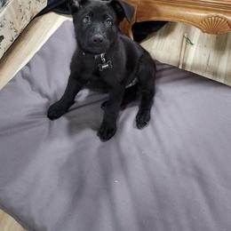 Dachshund and German Shepherd Puppies from Illyria Dox & GSD