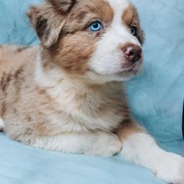 Zeus - Australian Shepherd puppy from L’ Aussies of the Carolinas
