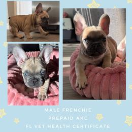 Ezra - French Bulldog puppy from The Frenchie Lady Co.