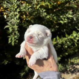 Crystal - White female Pomeranian puppy in Odessa, Texas from Cherry's Poms