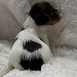 Maleficent AKC - Chocolate, tan and white female Yorkshire Terrier puppy in Labelle, Florida from Chocolate and Parti Yorkies in Florida