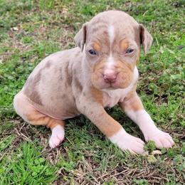 Female 3 - Red merle female Catahoula Leopard Dog puppy in Gadsden, Alabama from Rich Cat’s