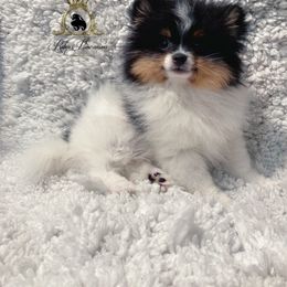 Girl - Black and tan parti female Pomeranian puppy in Yakima, Washington from Ruby’s Pomeranians