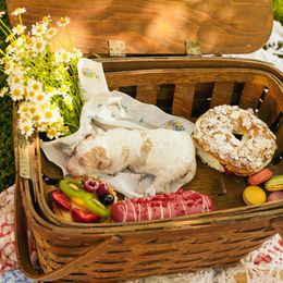 Poodle Puppies from Setting the Standard Poodles