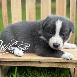 Slate.blue -1650 -smooth - Slate male Border Collie puppy in Nashville, Arkansas from Whisenhunt Farms