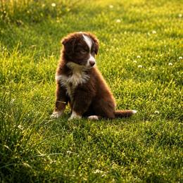 Henry - Red tri male Miniature Australian Shepherd puppy in Jones, Oklahoma from J&R Aussies/Shih Tzu