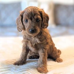 Smores - Red  male Goldendoodle puppy in Blackfoot, Idaho from Riverside Poodles