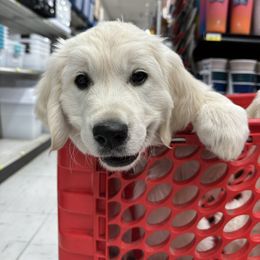 Golden Retriever Puppies from Bramble Berry Goldens