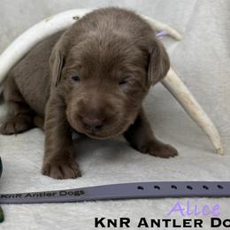 Alice - Silver female Dilute Retriever puppy in Grants Pass, Oregon from KnR Antler Dogs