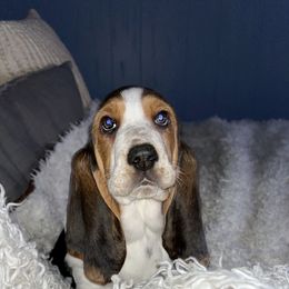 Basset Hound and Dalmatian Puppies from Lazy B Bassets and Dalmatians