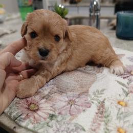 Girl 1 - Apricot female Cavapoo puppy in Crosby, Texas from Oakdale Cavaliers