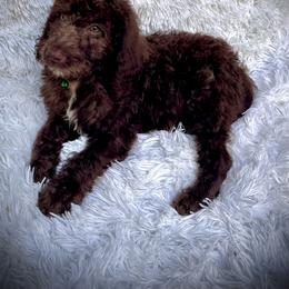 Flash - Chocolate male Labradoodle puppy in Spur, Indiana from Purple Heart Canines