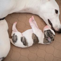Whippet Puppies from Aperture Whippets