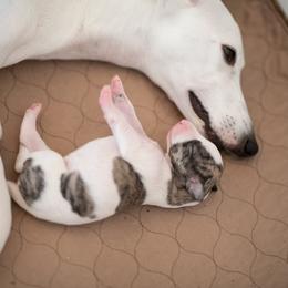 Whippet Puppies from Aperture Whippets