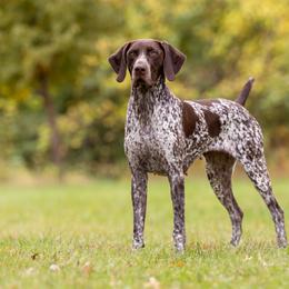 Veda - German Shorthaired Pointer