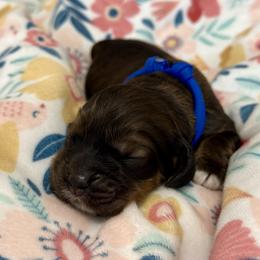 'Del'aware - Brown white and tan male Cocker Spaniel puppy in Inman, South Carolina from Dees Cockers, LLC