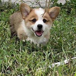 Pembroke Welsh Corgi Puppies from Pembroke Welsh Corgis at Belle Haven