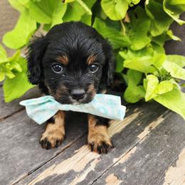 Boy 2 - Tri-color male Cavapoo puppy in Junction, Utah from City Creek Cavapoos