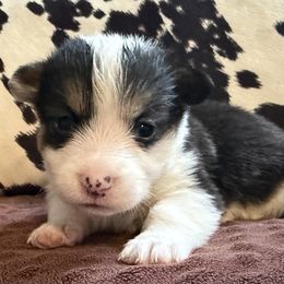 Boy 1 - Black and white male American Corgi puppy in Scottown, Ohio from Wyndy Ridge Corgis