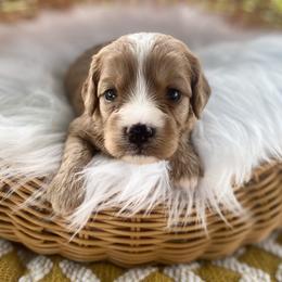 Cavapoo and Goldendoodle Puppies from French Creek Doodles