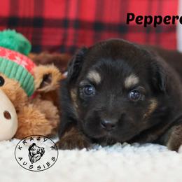 Peppercorn - Black tri male Miniature Australian Shepherd puppy in Garden Plain, Kansas from Krazy K Aussies
