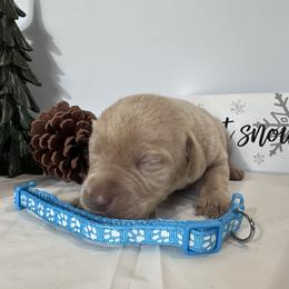 Light Blue - Yellow female Labrador Retriever puppy in Newton Grove, North Carolina from Wayalife Labradors & Gsp’s