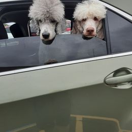 Poodle All Grown Up from Standard Poodles of Eason Farm